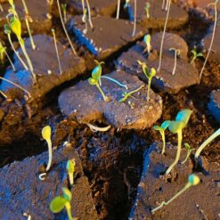 bloom your message bloemenhart 2